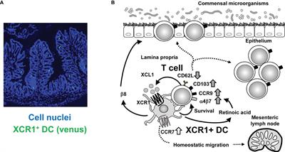 Conventional Type 1 Dendritic Cells in Intestinal Immune Homeostasis